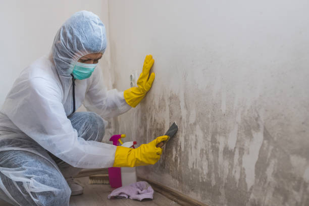 Best Biohazard Mold Removal  in USA